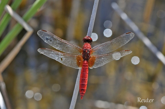 Feuerlibelle (Crocothemis erythraea)